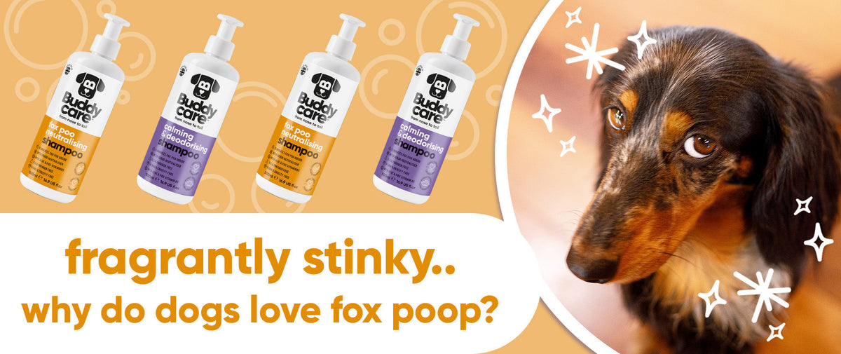 Why Do Dogs Roll In Fox Poo?! 🦊💩 The Real Reason & How to Get Rid of the Smell