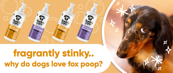 Why Do Dogs Roll In Fox Poo?! 🦊💩 The Real Reason & How to Get Rid of the Smell