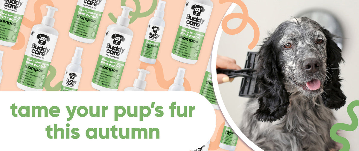 The Autumn Coat Blowout Has Arrived! Why Dogs Shed & How To Manage It 🐶