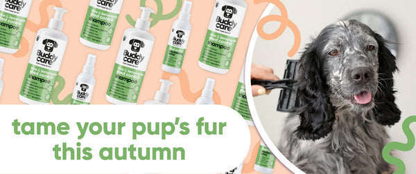 The Autumn Coat Blowout Has Arrived! Why Dogs Shed & How To Manage It 🐶