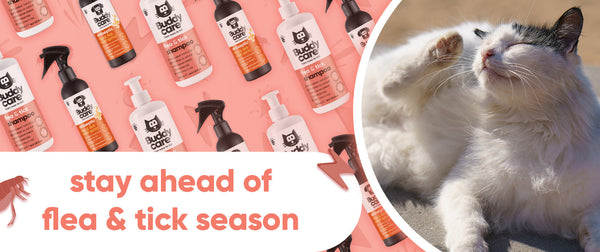 Cat Flea & Tick Season: How to Keep Your Cat Comfortable This Summer 🐱🪳