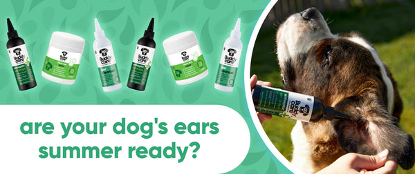Are Your Dog's Ears Summer Ready? 🐶