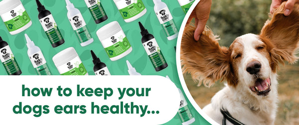 Dog Ear Care in Autumn: How to Keep Your Dog's Ears Clean and Healthy 🐶🍂
