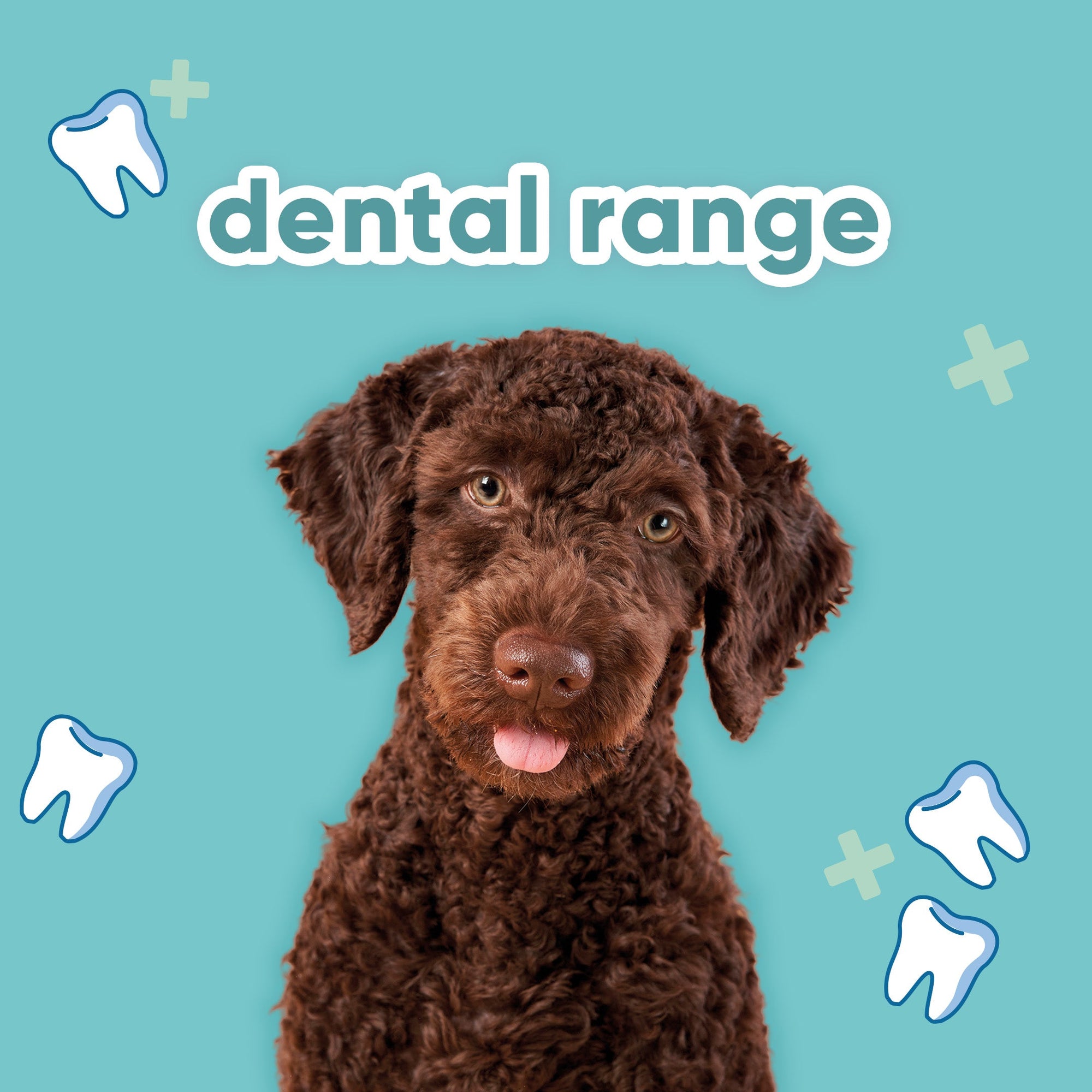 Dental Range