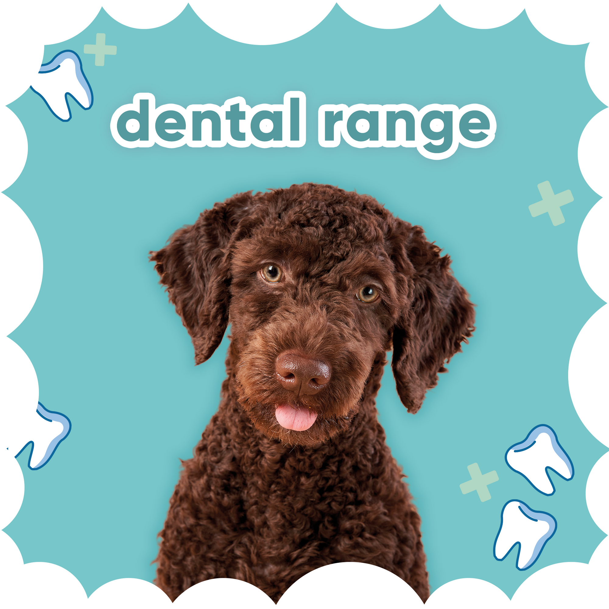 Dental Range