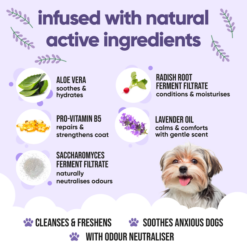 Calming & Deodorising Lavender Dog Shampoo