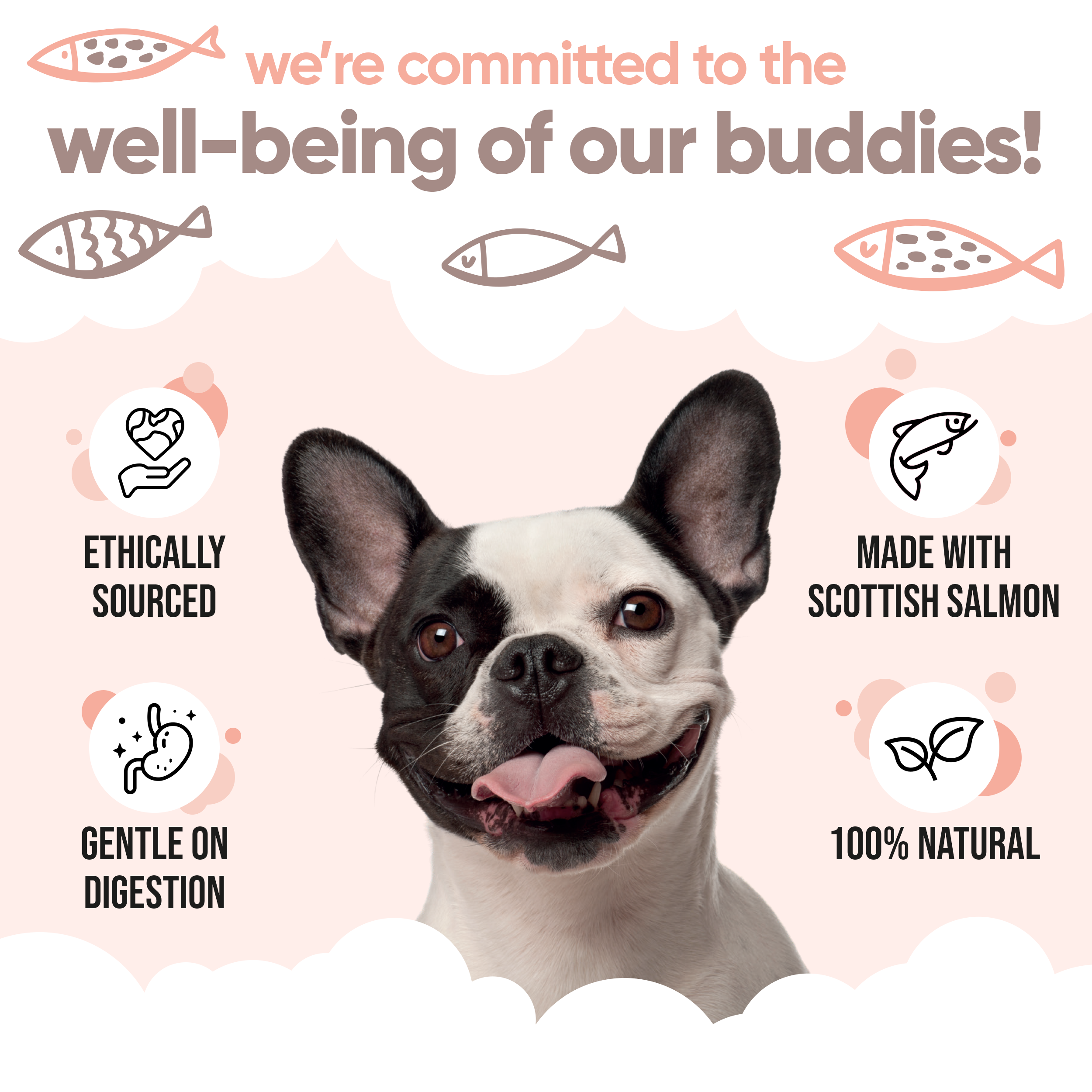 Scottish Salmon Oil for Dogs & Cats by Buddycare