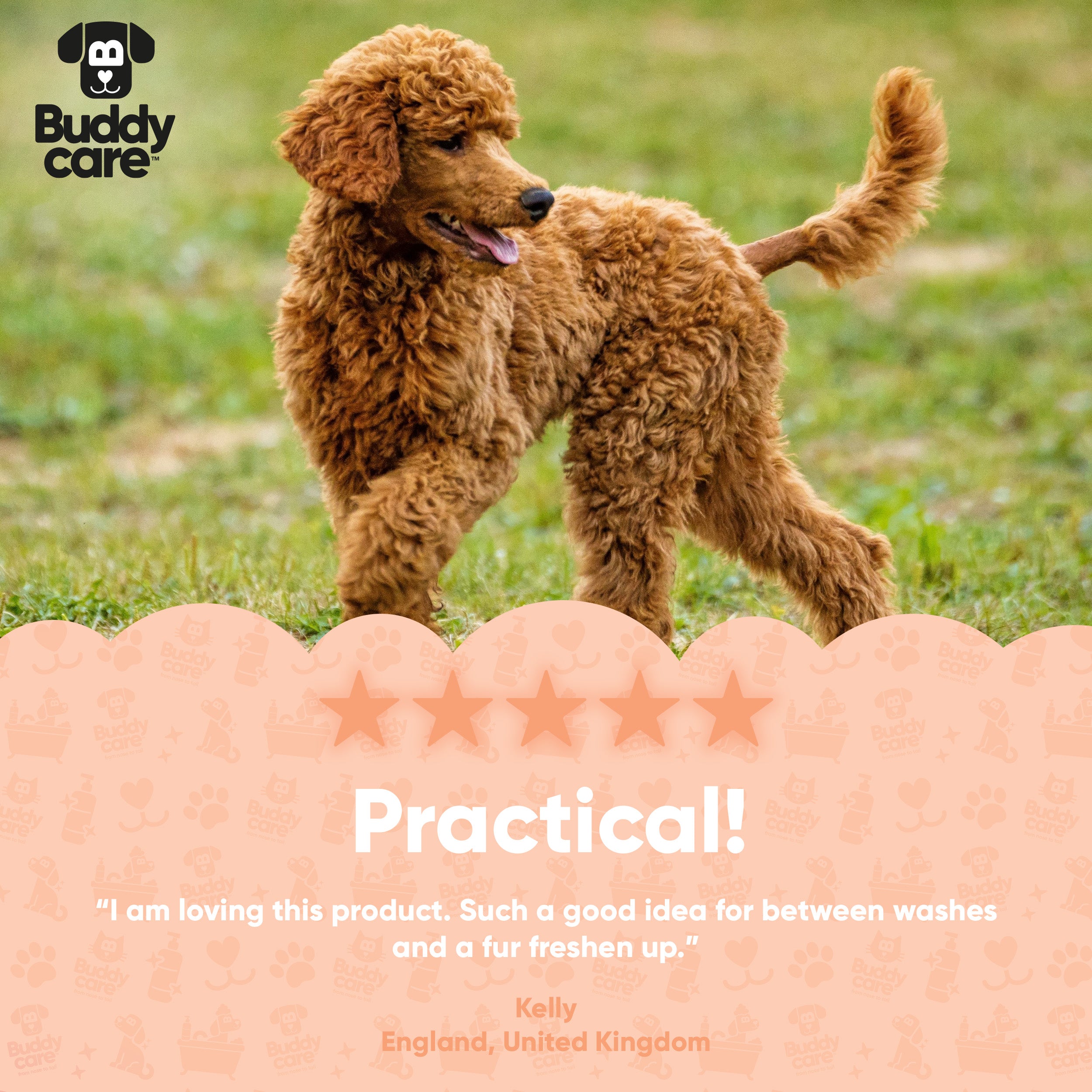 Curly Coat Detangling Waterless Dry Dog Shampoo