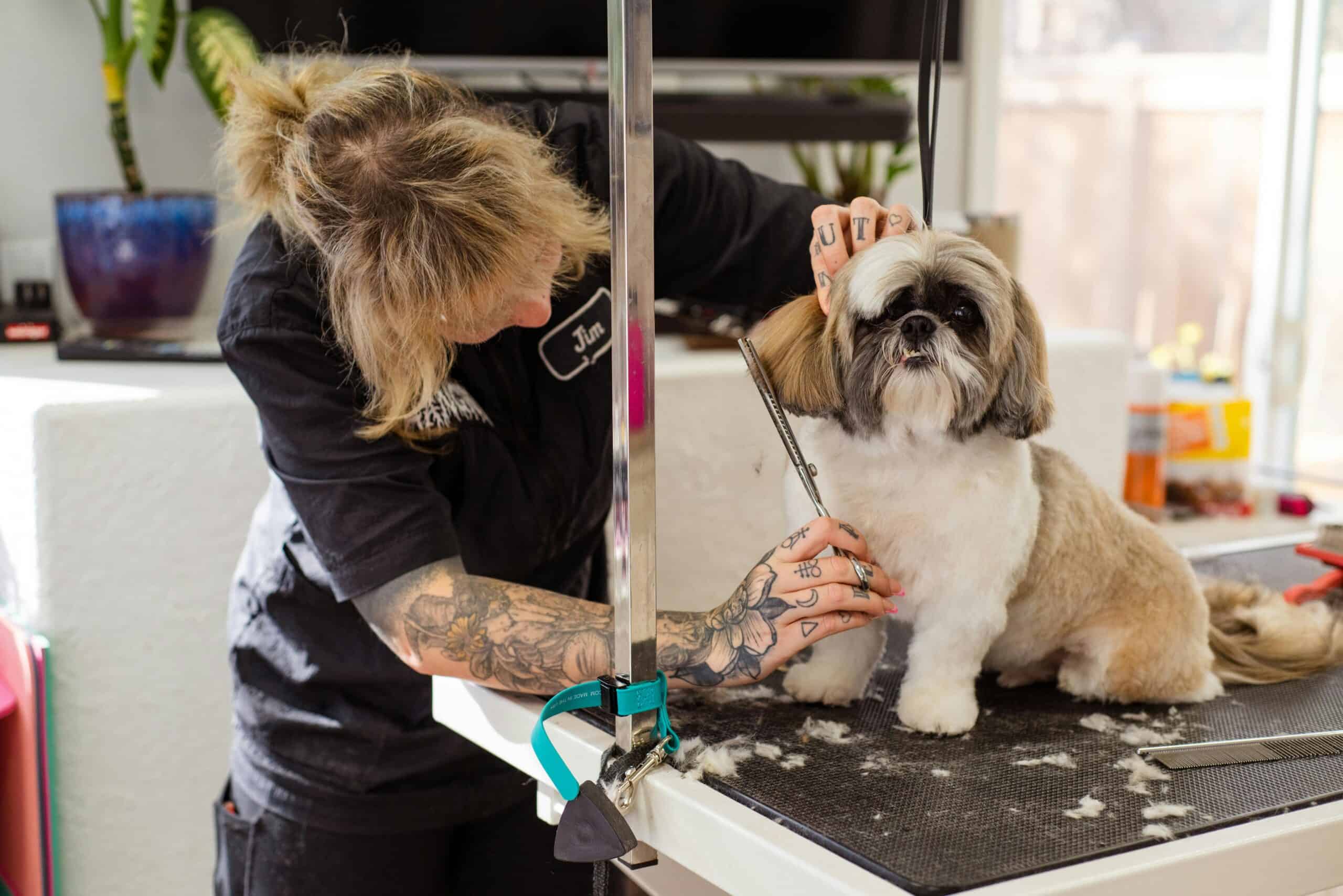 Dog grooming