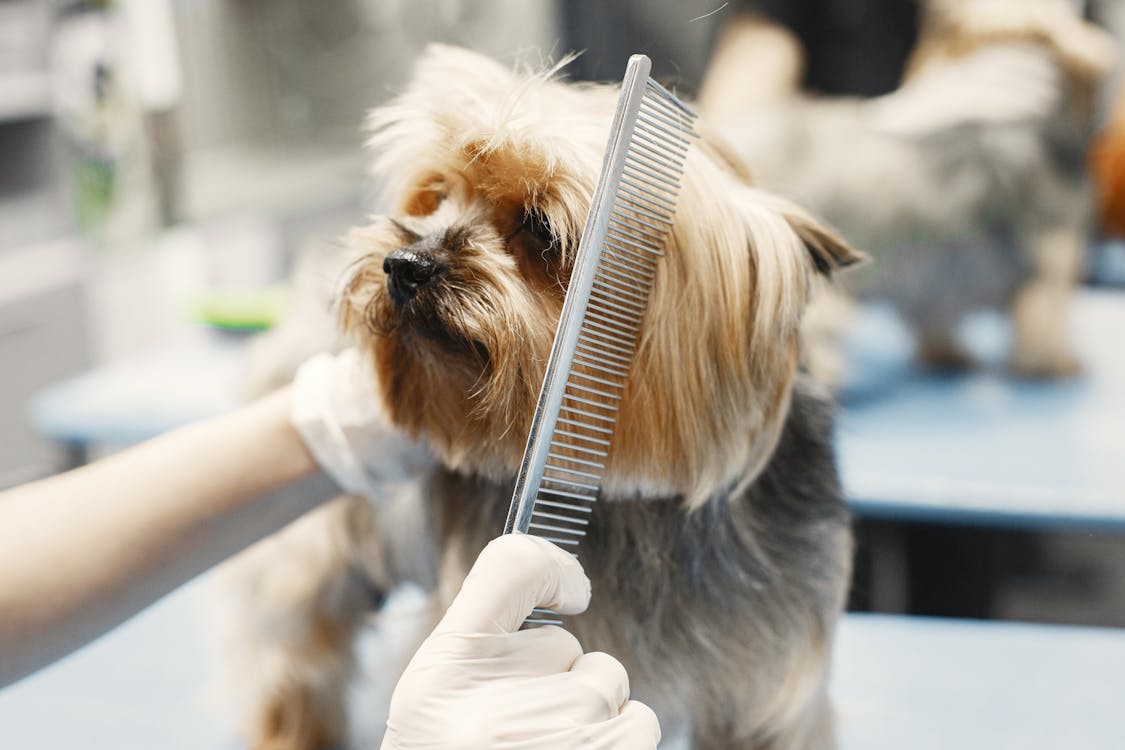 Dog grooming