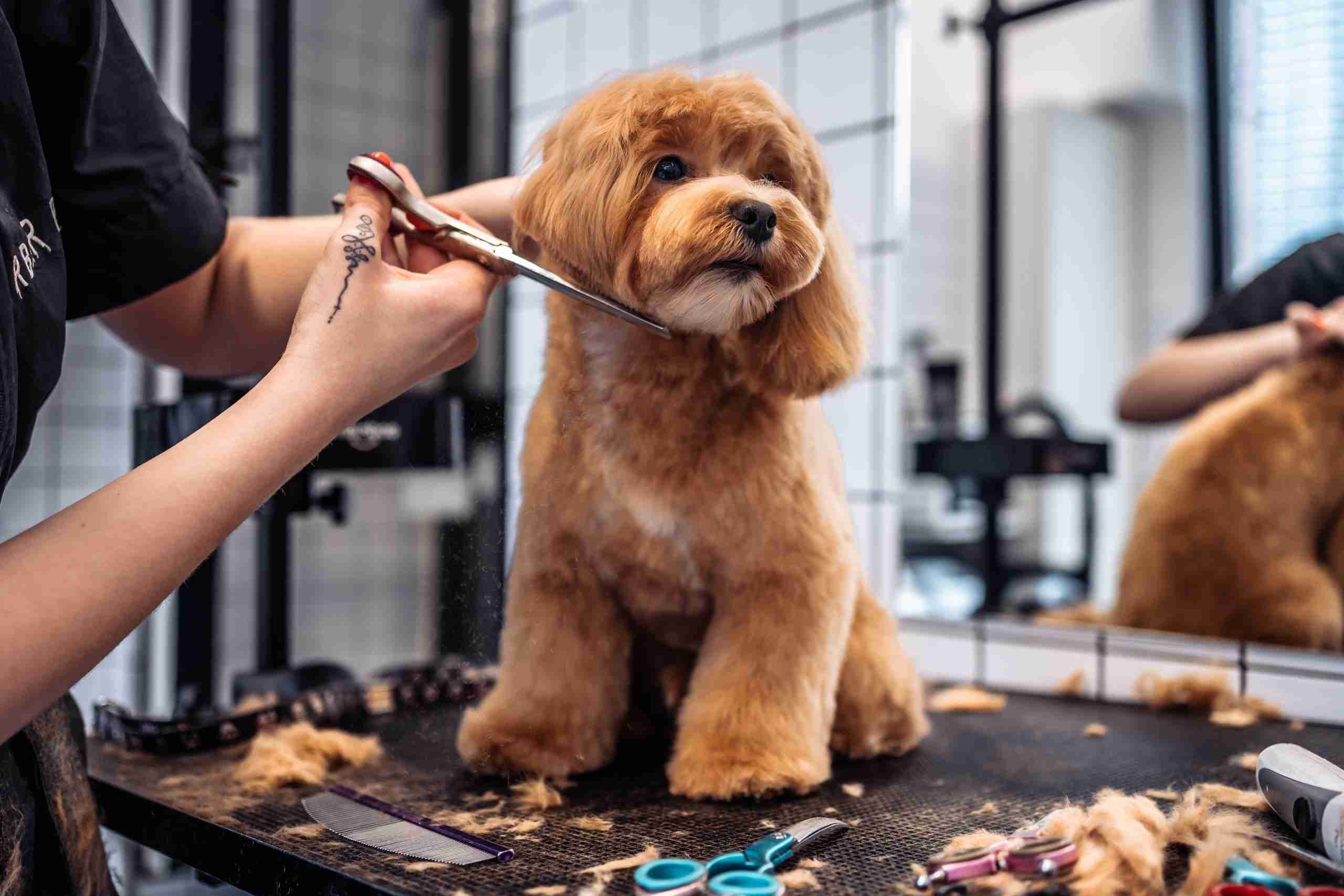 Dog grooming
