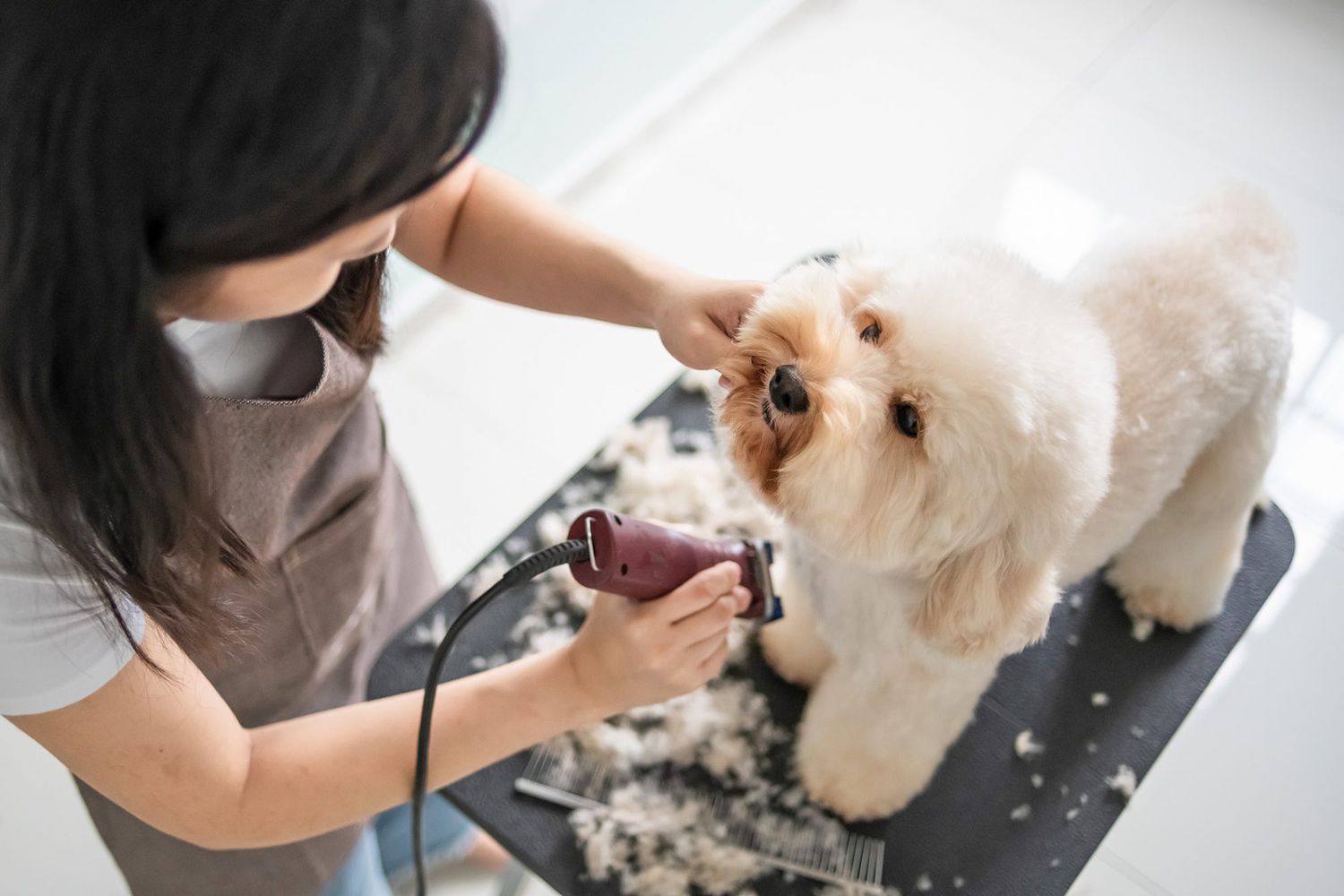 Dog grooming