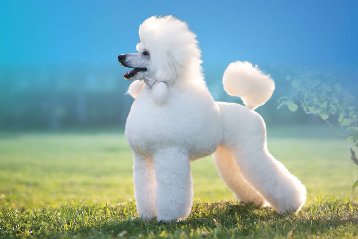 Dog grooming
