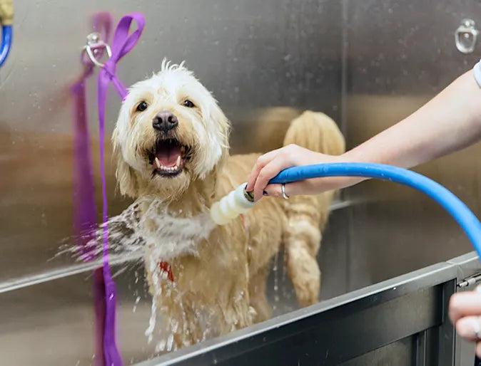 Dog grooming
