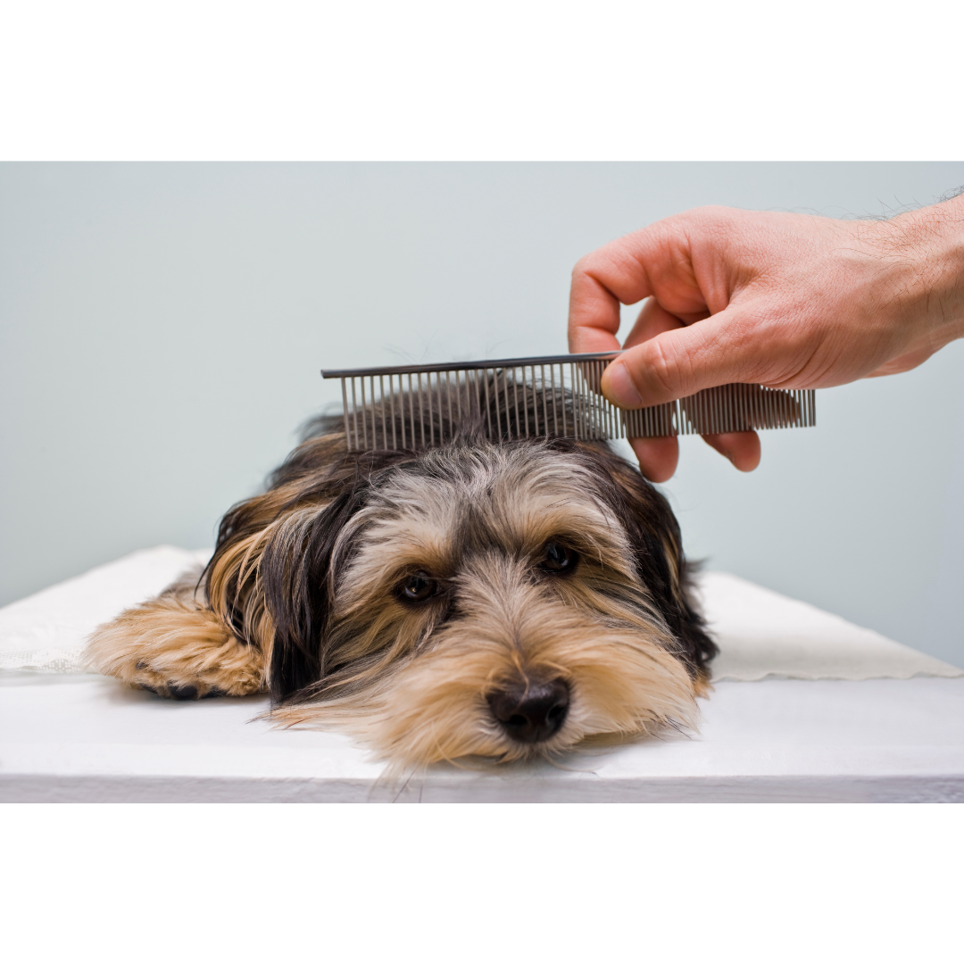 Dog grooming